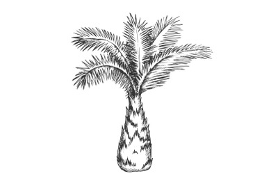 Palm Tree Sabal Minor Miami Palmetto Ink Vector