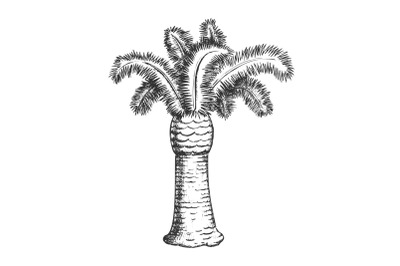 Palm Coastline Tropical Tree Monochrome Vector