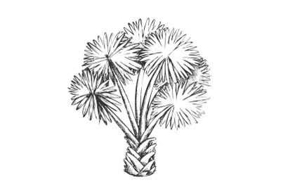 Palm Leaf Tree Texas Palmetto Monochrome Vector