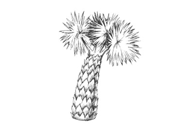 Palm Leaves Tree High Trunk Monochrome Vector