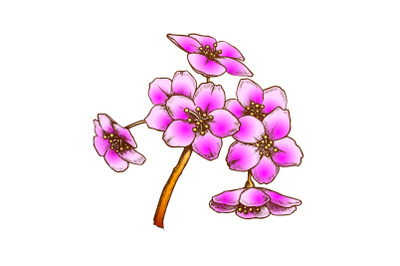 Sakura Flower Branch Cherry Blossom Color Vector