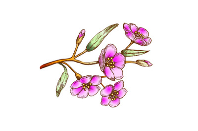 Sakura Flower Branch Tree Element Color Vector