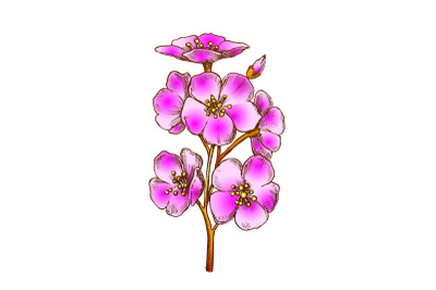 Sakura Asian Blooming Tree Element Color Vector