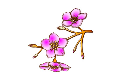 Sakura National China Blossom Tree Color Vector