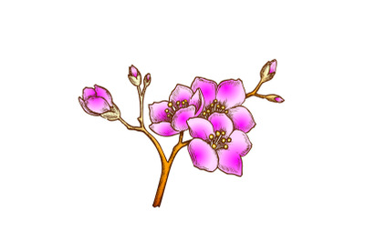 Sakura National China Blossom Tree Color Vector