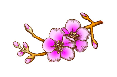 Sakura National China Garden Tree Color Vector