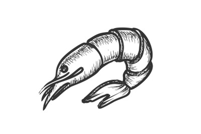 Shrimp Delicious Sea Animal Monochrome Vector