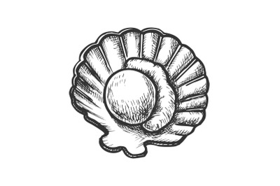 Scallop Meat In Shell Seafood Monochrome Vector