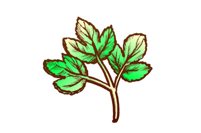 Parsley Sprig Fresh Spice For Nutrition Ink Vector