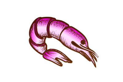 Shrimp Delicious Sea Animal Color Vector