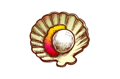 Scallop Meat In Shell Seafood Color Vector