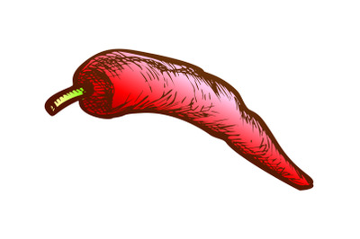 Hot Pepper Chili Pod Vegetable Color Vector