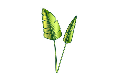 Tropical Exotic Bush Leaves Color Hand Drawn Vector