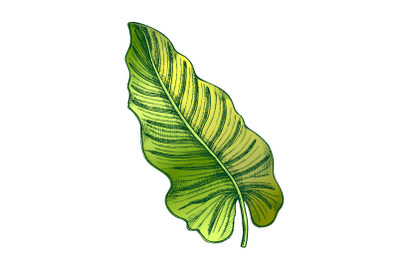 Philodendron Melanochrysum Color Leaf Hand Drawn Vector