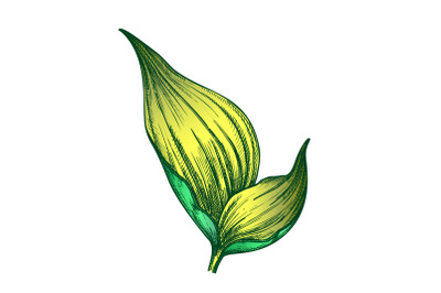 Rhapis Robusta Tropical Leaf Color Hand Drawn Vector