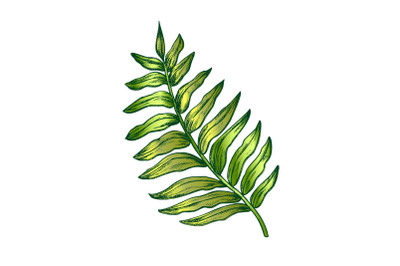 Areca Palm Tropical Exotic Leaf Color Hand Drawn Vector