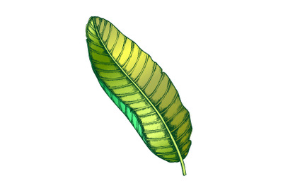 Banana Tropical Exotic Leaf Color Hand Drawn Vector