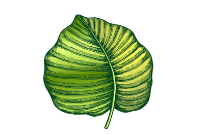 Anthurium Regale Tropical Leaf Color Hand Drawn Vector