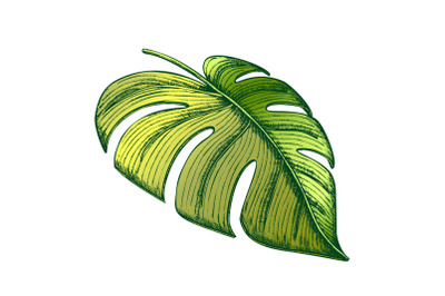 Monstera Tropical Exotic Leaf Color Hand Drawn Vector