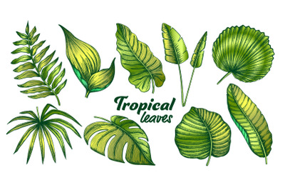 Tropical Leaves Color Collection Set Vector