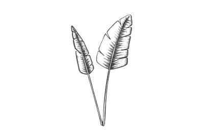 Tropical Exotic Bush Leaves Hand Drawn Vector