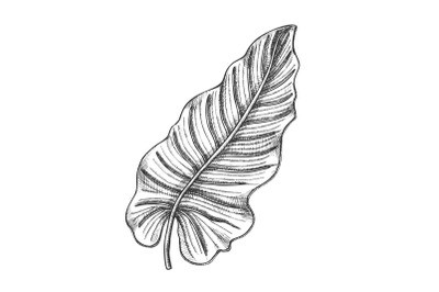 Philodendron Melanochrysum Leaf Hand Drawn Vector