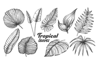 Collection of Different Tropical Leaves Set Vector