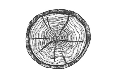 Round Wooden Cross Section With Tree Rings Vector