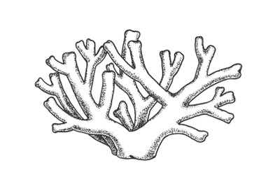 Oceanic Seabed Reef Skeletal Coral Vintage Vector