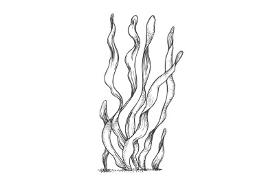 Underwater Organism Algae Seaweed Doodle Vector