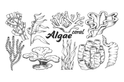Collection Algae Seaweed Coral Set Vintage Vector