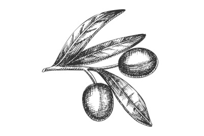 Agricultural Item Olive Branch Vintage Vector