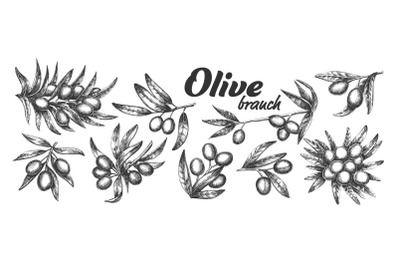 Assortment Different Olive Branch Set Ink Vector