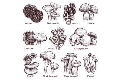 Sketch mushrooms. Hand drawn various mushroom. Morel, truffle and cham