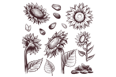 Sketch sunflowers. Monochrome floral wildflower design, sunflower seed