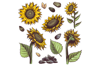 Sunflowers. Yellow wildflower sun shaped&2C; sunflower seed and leaves la