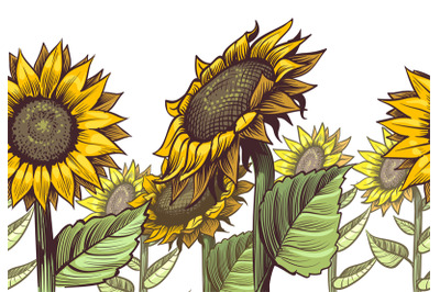 Sunflowers seamless border. Yellow wildflower sun shaped and leaves, f