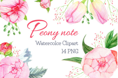 Peony watercolor clipart tulips floral