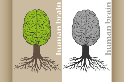 tree formed in cortex of the human brain