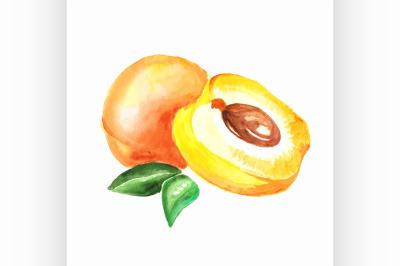 apricot. Vector watercolor painting on white background