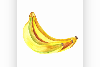 bananas. Vector watercolor painting on white background