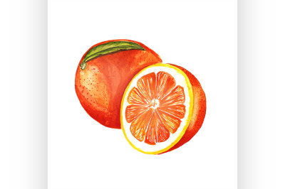 orange. Vector watercolor painting on white background