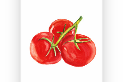 tomato. Vector watercolor painting on white background