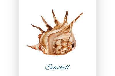 seashell. watercolor painting on white background