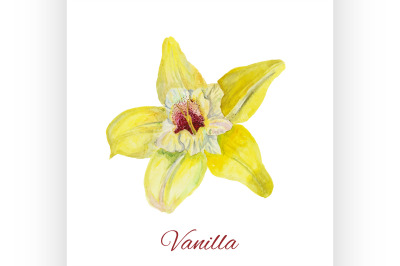 flower vanilla. watercolor painting on white background