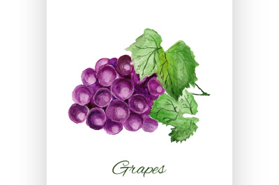 grapes. watercolor painting on white background