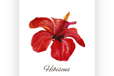 hibiscus. watercolor painting on white background