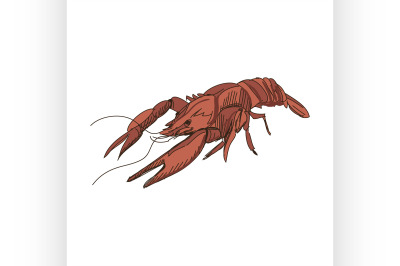 doodle lobster