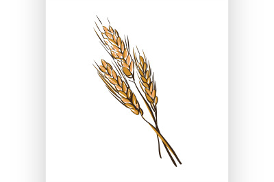 doodle wheat spikelets