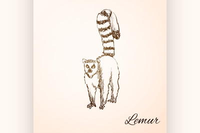 doodle lemur
